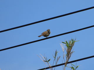Horornis diphone
