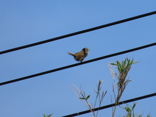 Horornis diphone