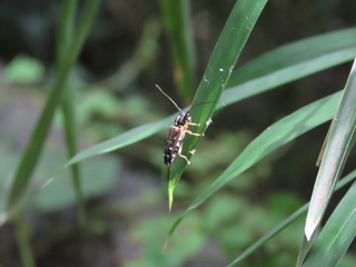 Glenea relicta