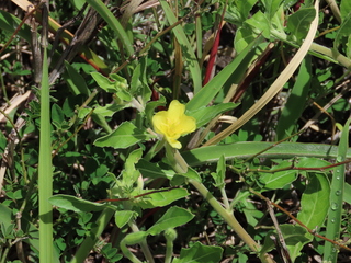 Oenothera laciniata