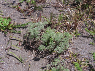 Artemisia capillaris