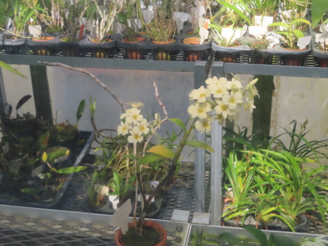 Dendrobium ovatum
