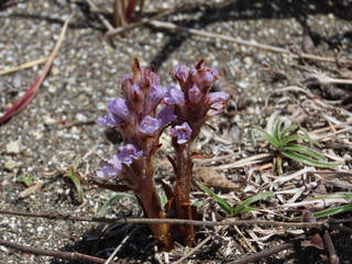 Orobanche coerulescens