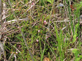 Vaccinium oxycoccos