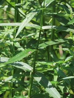 Lythrum salicaria