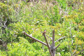 Emberiza cioides