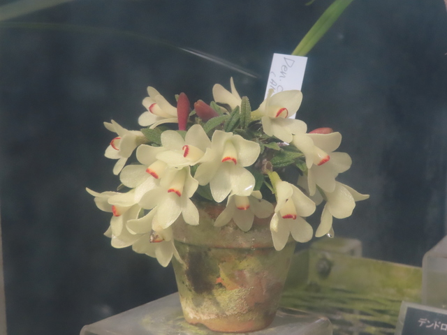 Dendrobium cuthbertspnii