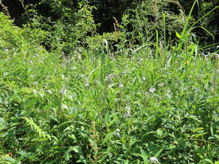 Lysimachia clethroides