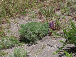 Orobanche coerulescens