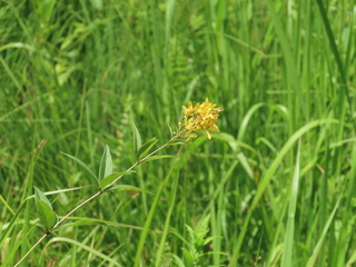 Lysimachia vulgaris var. davurica