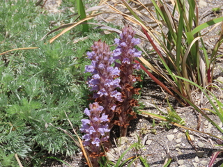 Orobanche coerulescens
