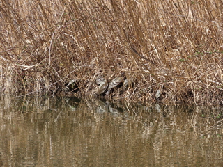 IMG_3431.JPG