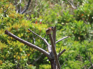 Emberiza cioides