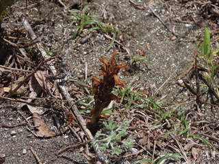 Orobanche coerulescens