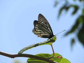 IMG_3434.JPG