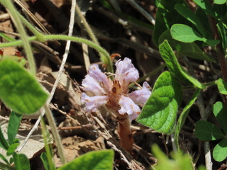 Orobanche coerulescens