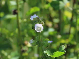 Malva parviflora