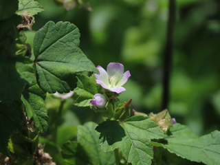 Malva parviflora