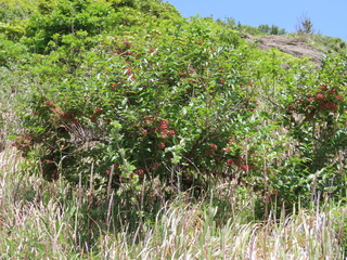 Coriaria japonica