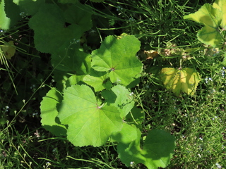 Malva parviflora