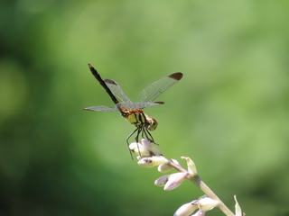 Sympetrum infuscatum