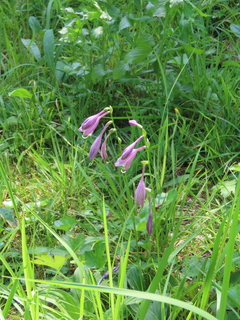 Hosta sieboldii var. sieboldii f. spathulata