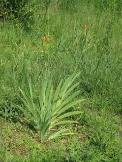 Iris domestica
