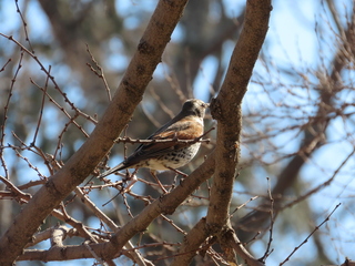 Turdus eunomus