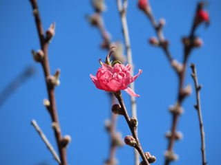 Prunus persica