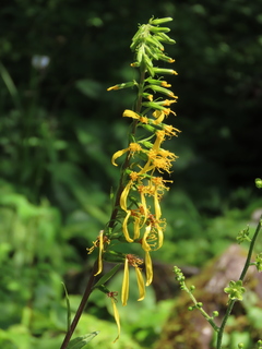 Ligularia stenocephala