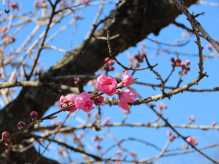 Prunus persica