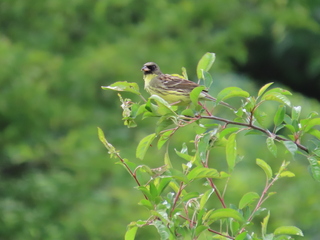 Emberiza spodocephala