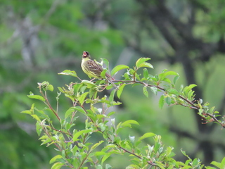 Emberiza spodocephala