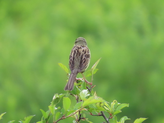 Emberiza spodocephala