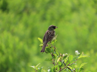 Emberiza spodocephala