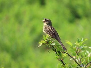 Emberiza spodocephala