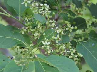 Euonymus sieboldianus