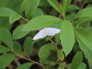 Lomographa bimaculata subnotata