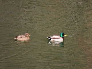 Anas platyrhynchos
