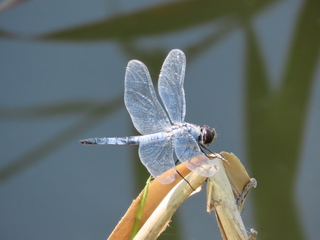 Deielia phaon