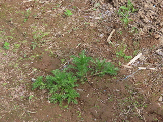 Matricaria matricarioides