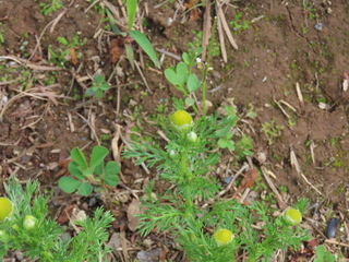 Matricaria matricarioides