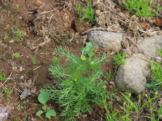 Matricaria matricarioides
