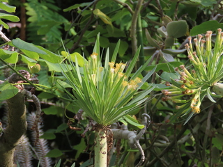 Kleinia neriifolia (Syn. Senecio kleinia)