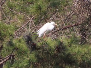 Ardea alba