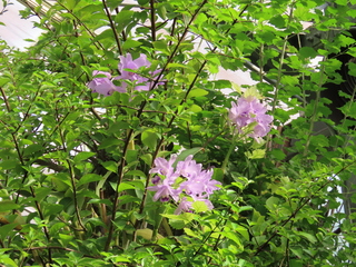 Guarianthe bowringiana（Syn. Cattleya bowringiana）