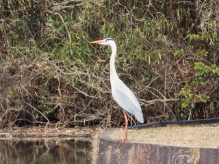 Ardea cinerea