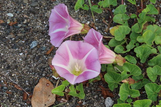 Calystegia soldanella