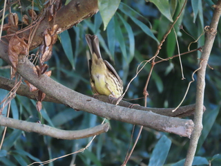 Emberiza spodocephala