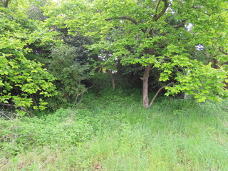 IMG_3777.JPG